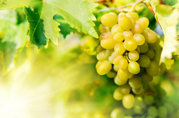 Green grapes on vine