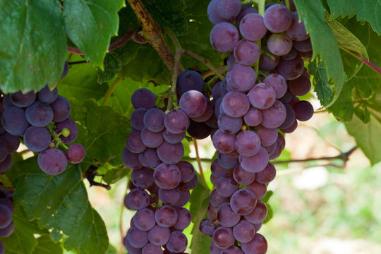 pink grapes in the vineyard