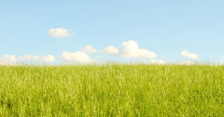 field of grass and perfect sky