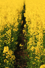 Rape field