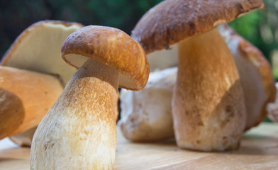 Steinpilz (Boletus)