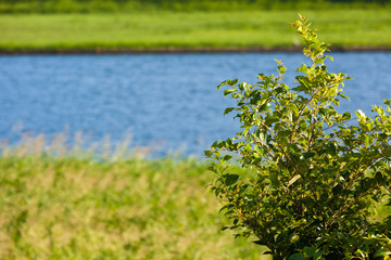 Japanese knotweed by the riverside