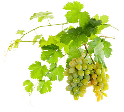 Bunch of white grapes on a vine with green leaves. isolate