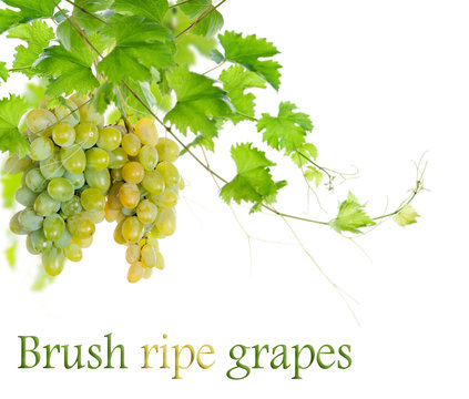 Bunch of white grapes on a vine with green leaves. isolate