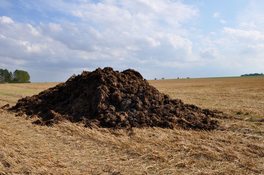 Tas de fumier en Normandie