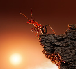 ant on top of rock, mountain peak, concept