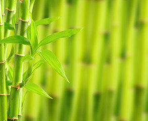 Fototapeta premium Bambus tło z miejsca na kopię