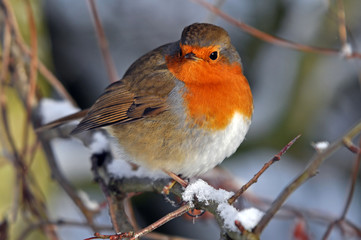 Christmas Robin