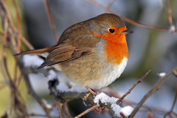 Christmas Robin