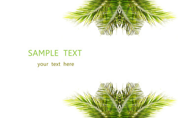 Obraz premium coconut leaves with design on white background and space