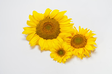 Sunflowers   isolated on white background