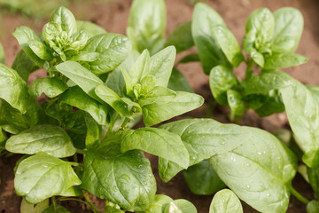 spinach growing in the garden