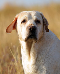 yellow labrador portrait in field