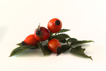 dzika róża © Henryk Olszewski