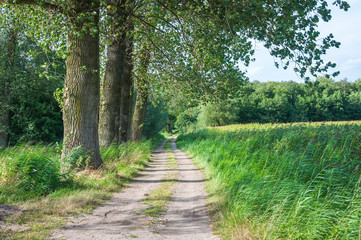 Fototapeta na wymiar Sandy path in a rural landscape