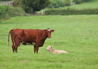 cow and calf in meadow