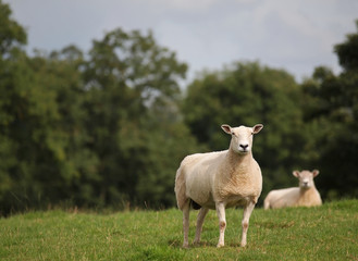 Obraz premium Freshly sheared sheep