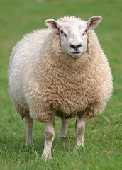 Papier Peint photo Lavable Moutons Fat woolly sheep