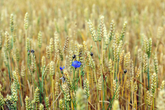 cornflowers in  wheat field