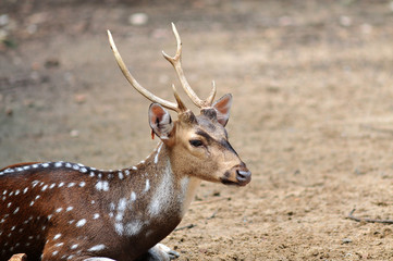 Spotted deer