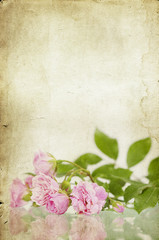 Pink roses on vintage background