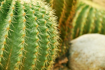 Globe shape cactus