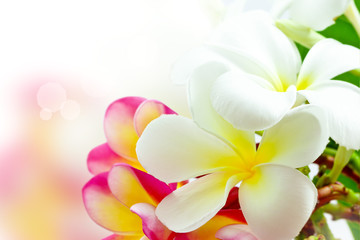 Fototapeta na wymiar Frangipani kolory kwiatów