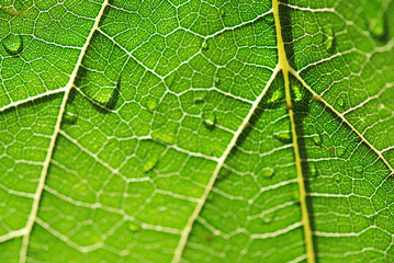 HOJA, ENVÉS, FOTOSÍNTESIS