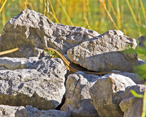 Lizard on rocks