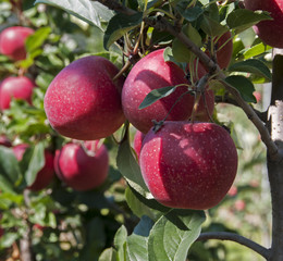 the red delicious apple from trentino