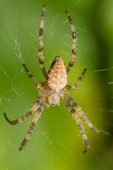 Spider on the Web