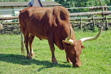 Fototapeta premium Brown cow with long horns