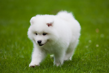 Samoyed dog