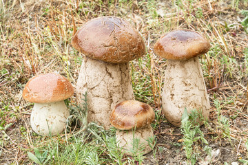 Mushrooms - garden sculpture