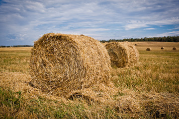 Straw Haystacks on the grain field after harvesting