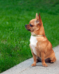 Chihuahua dog sitting on a background of green grass and looks i