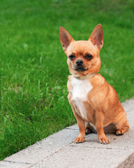 Chihuahua dog sitting on a background of green grass and looking