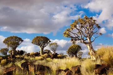 Fotobehang Quiver boom bos. Kokerbooms in Namibië, Afrika © Iuliia Sokolovska