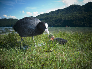 coot with chick by the lake