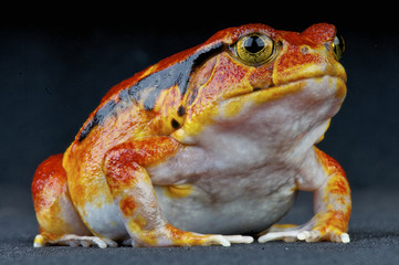 Grenouille tomate / Dyscophus guineti