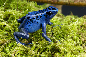 Fototapeta premium Blue Poison Dartfrog / Dendrobates azureus