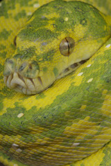 Green tree python / Morelia viridis