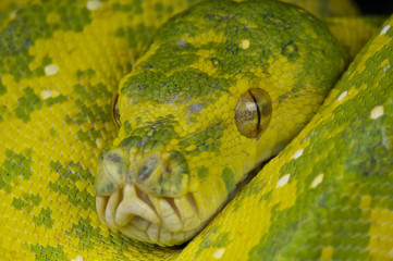 Obraz premium Green tree python / Morelia viridis