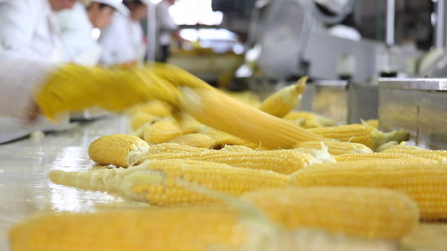 Corn processing factory