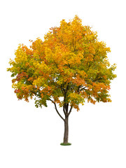 Autumn tree isolated