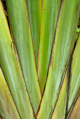 texture of leaf bases a Traveller's palm