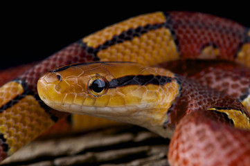 Obraz premium Bamboo snake / Oreocryptophis porphyracea vaillanti