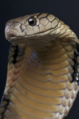 Obraz premium King cobra / Ophiophagus hannah