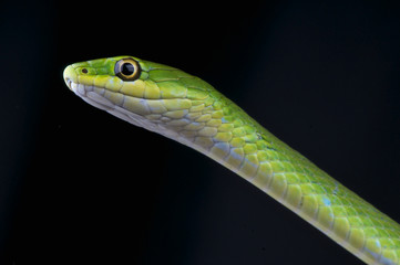 Rugh green snake / Opheodrys aestivus