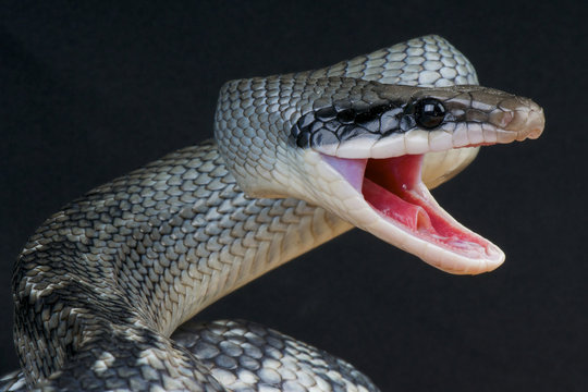 Attacking rat snake / Orthriophis taeniurus